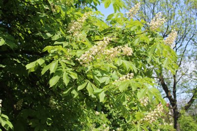 Aesculus hippocastanum - jírovec koňský (maďal) - květenství a listy (41)
